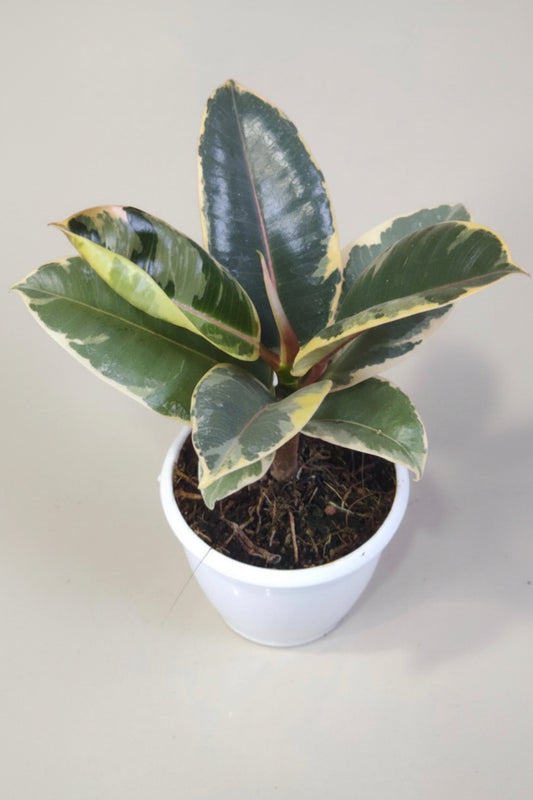 Ficus Elastica Tieneke