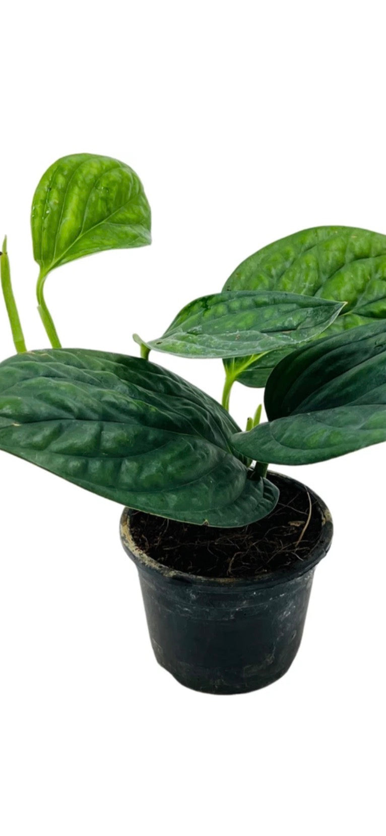 Monstera Peru
