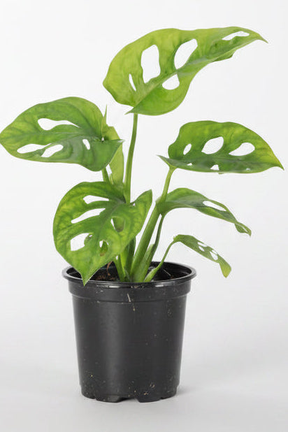 Monstera Adansonii