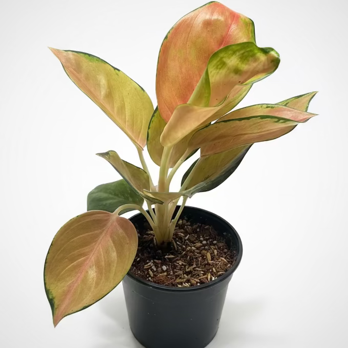 Aglaonema Sultan Brunei | Chinese Evergreen