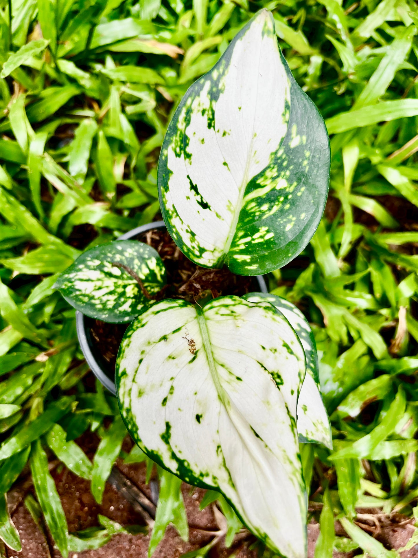 Aglaonema Super White | Chinese Evergreen