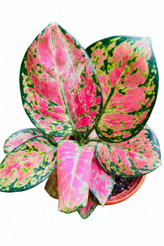 Aglaonema Pink Valentine