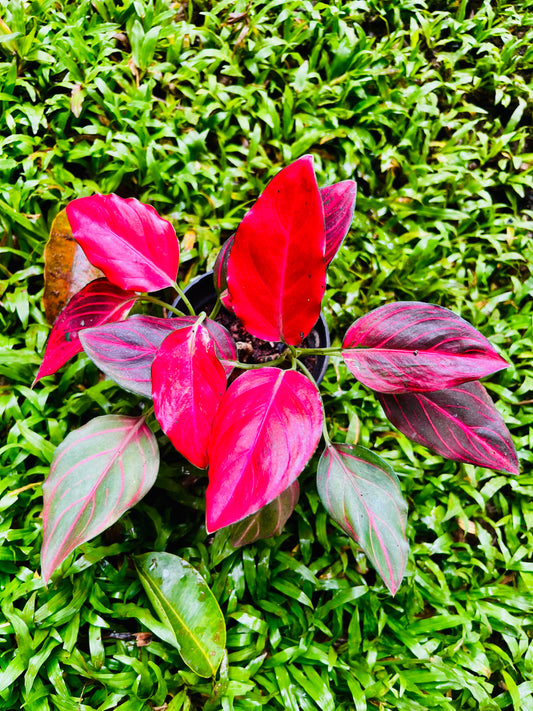 Aglaonema Red Vein | Chinese Evergreen