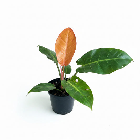 Philodendron Prince of Orange | Indoor Plant