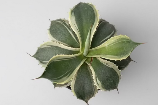 Agave Tradewinds