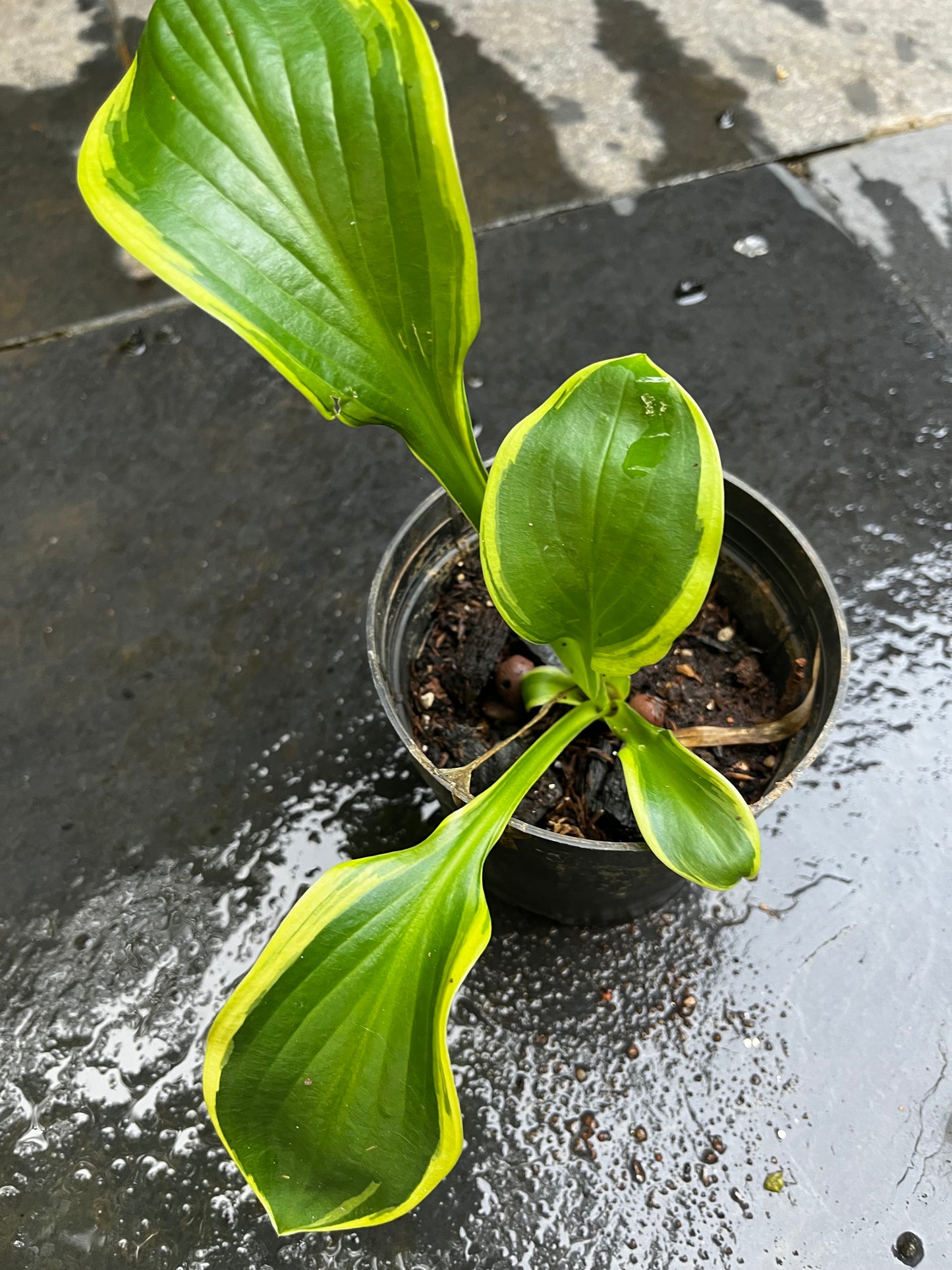 Variegated Hosta