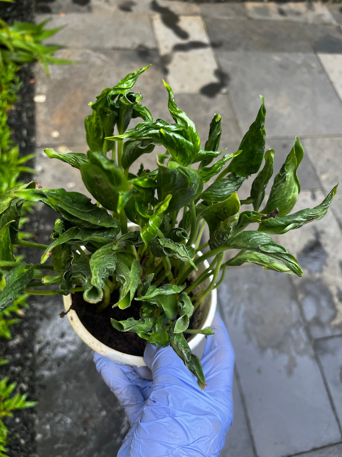 Sleeping Pothos in a 10 cm Pot - Bushy