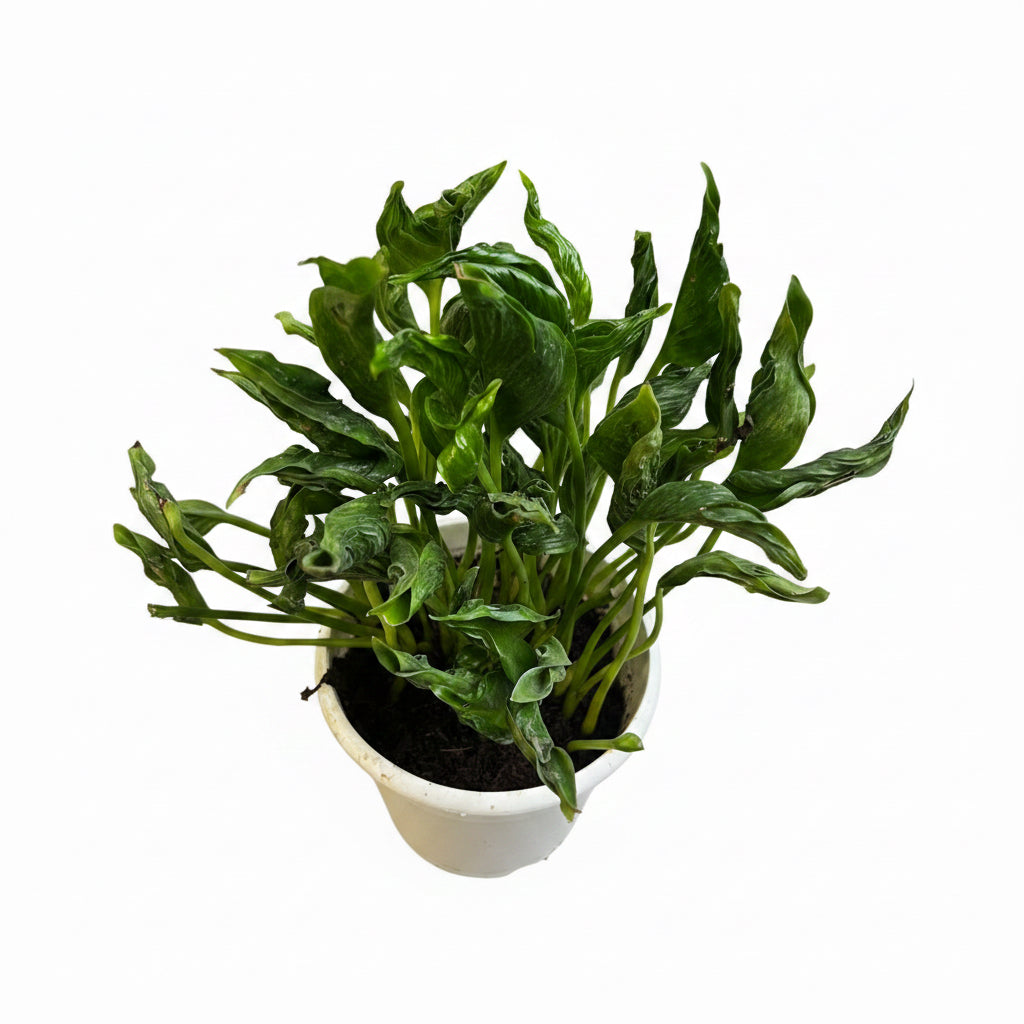 Sleeping Pothos in a 10 cm Pot - Bushy