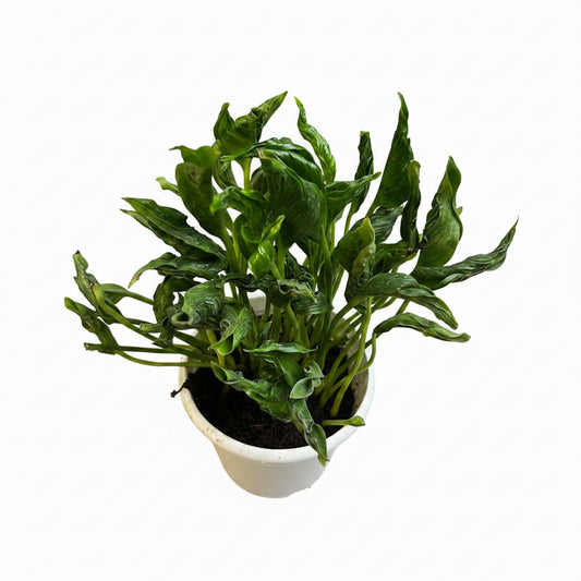 Sleeping Pothos in a 10 cm Pot - Bushy