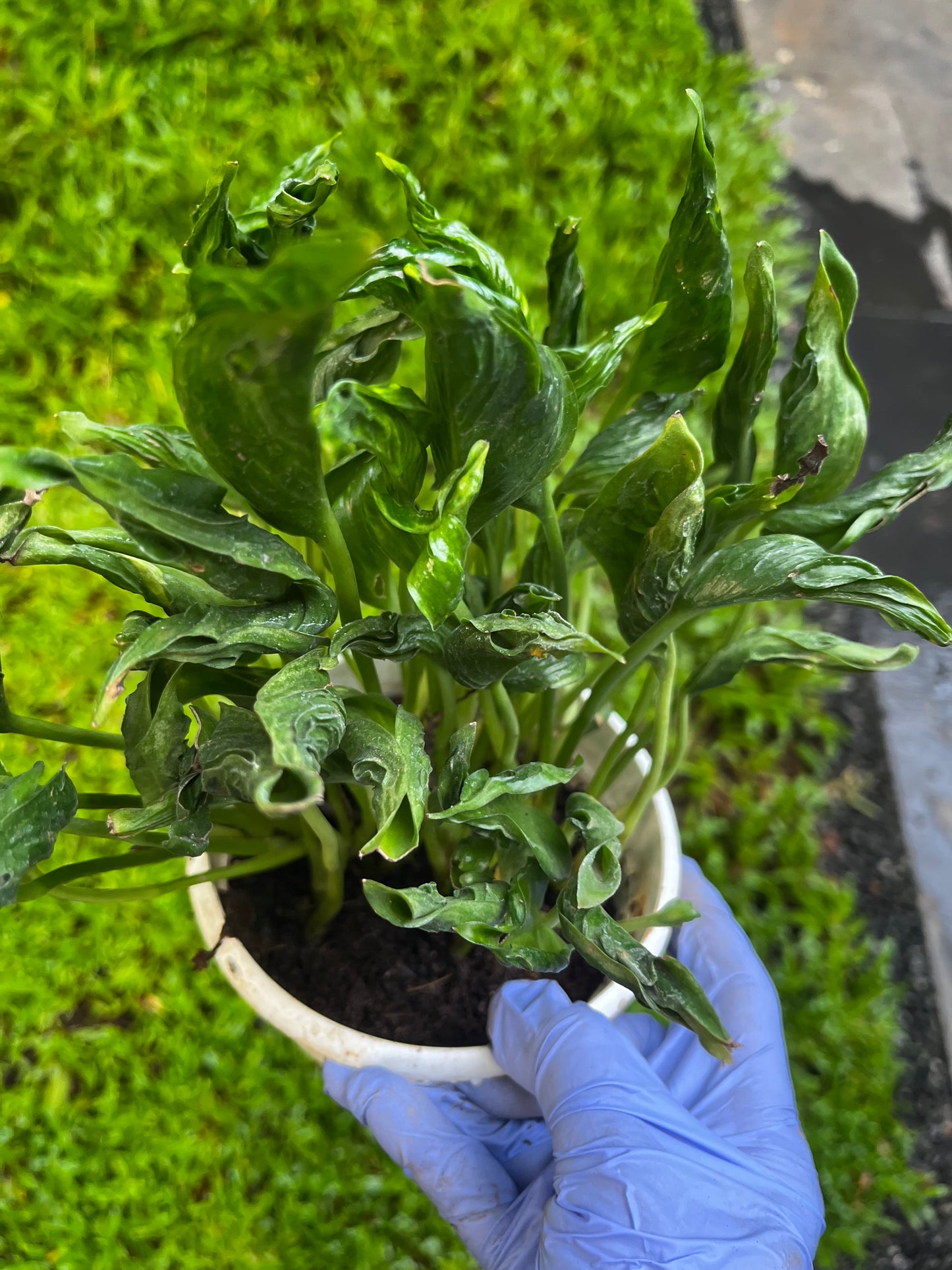 Sleeping Pothos in a 10 cm Pot - Bushy