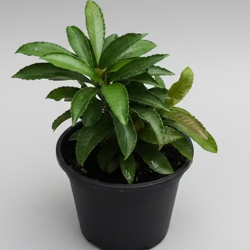 Christmas Berry (Ardisia crenata)
