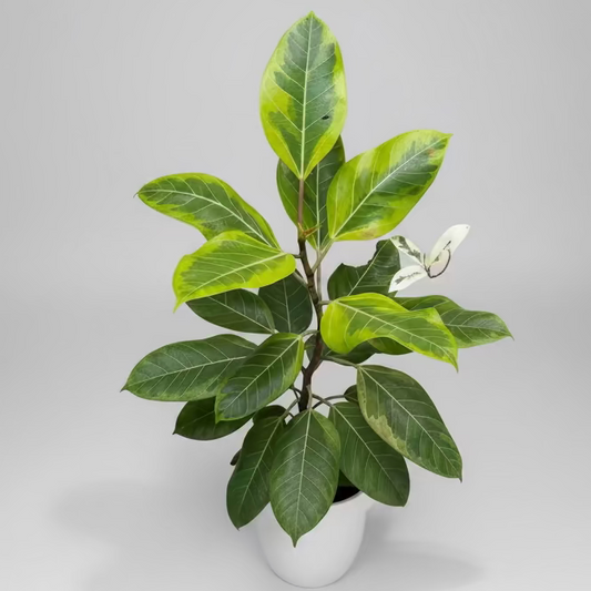 Ficus Altissima Yellow Gem — 4 Inch Pot