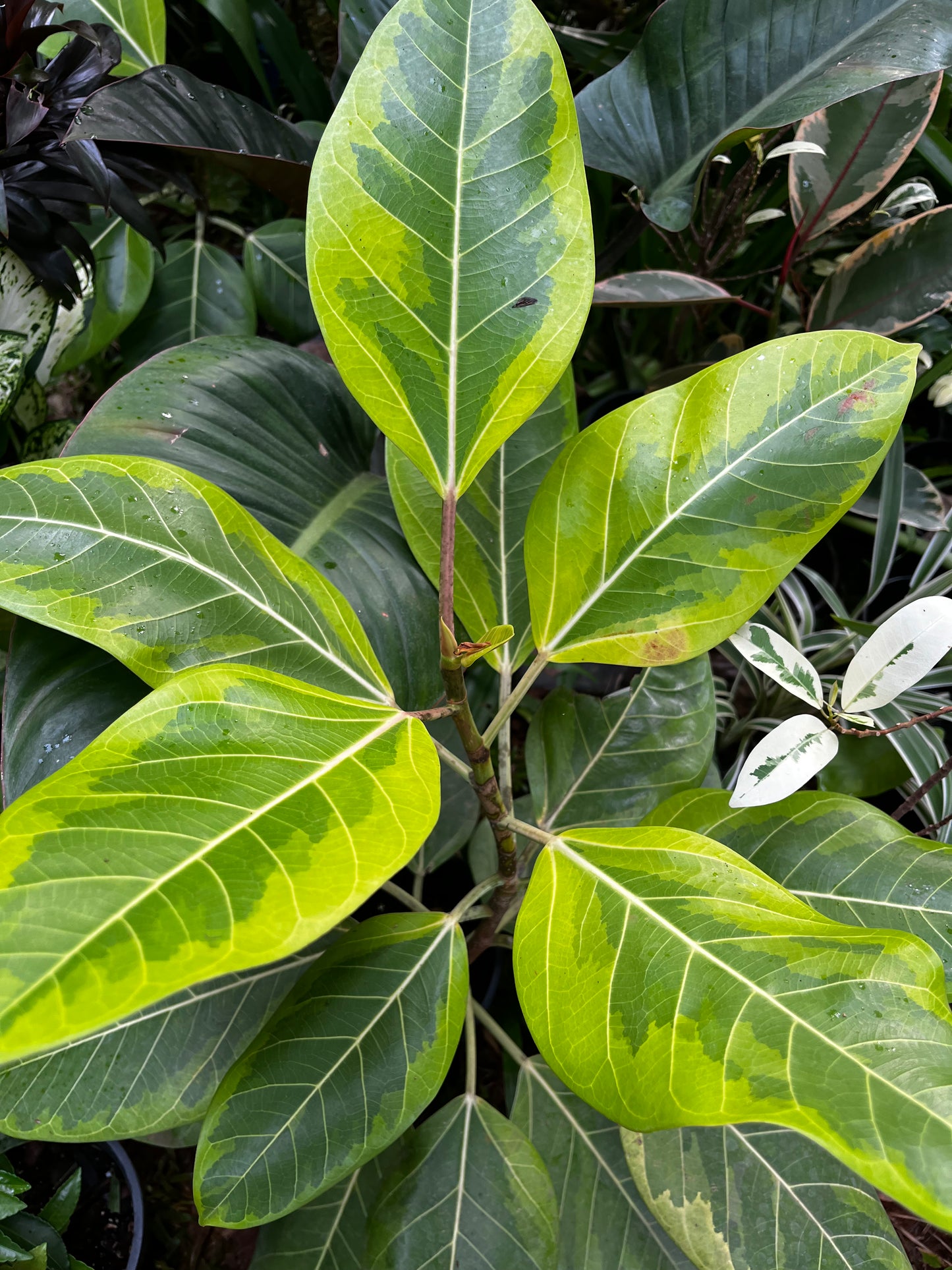 Ficus Altissima Yellow Gem — 4 Inch Pot