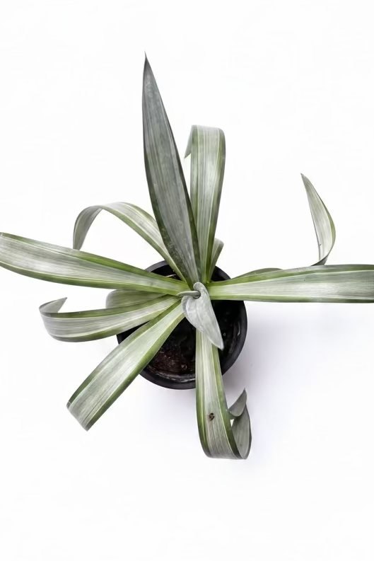 Agave desmettiana Silver Star — 4 Inch Pot