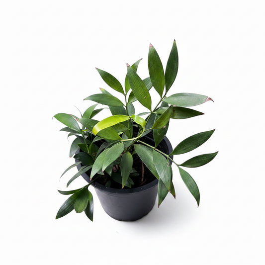 Nageia Nagi in a 10 cm Pot