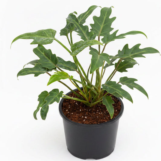 Philodendron Xanadu | Indoor Plant