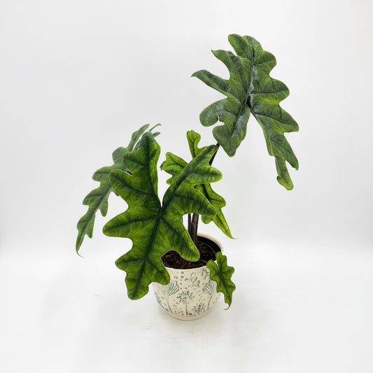Alocasia Jacklyn in a 8.5 cm Pot