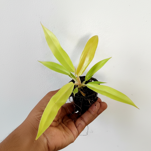 Philodendron Ring of Fire Gold | Indoor Plant