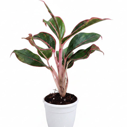 Aglaonema Red Lipstick