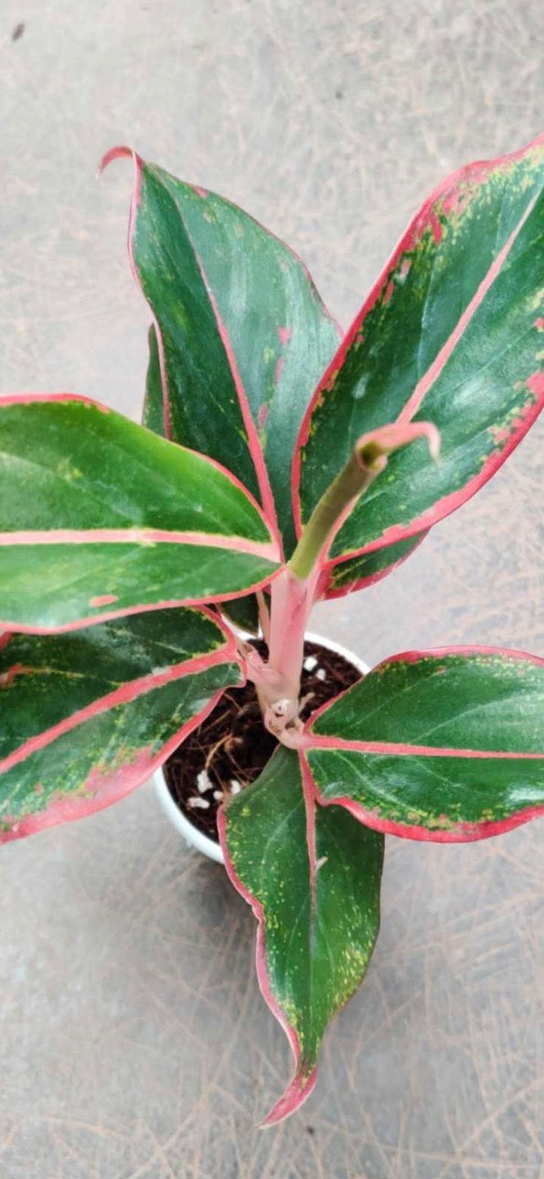 Aglaonema Red Lipstick