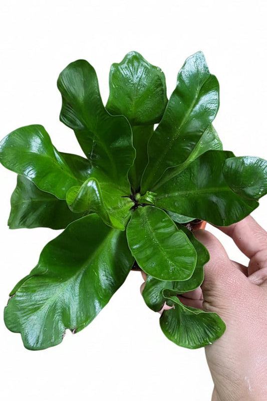 Cobra Fern