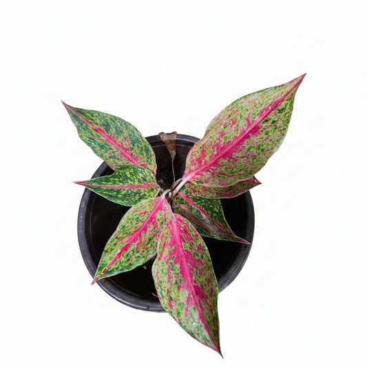 Aglaonema Butterfly