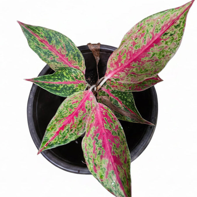 Aglaonema Happiness