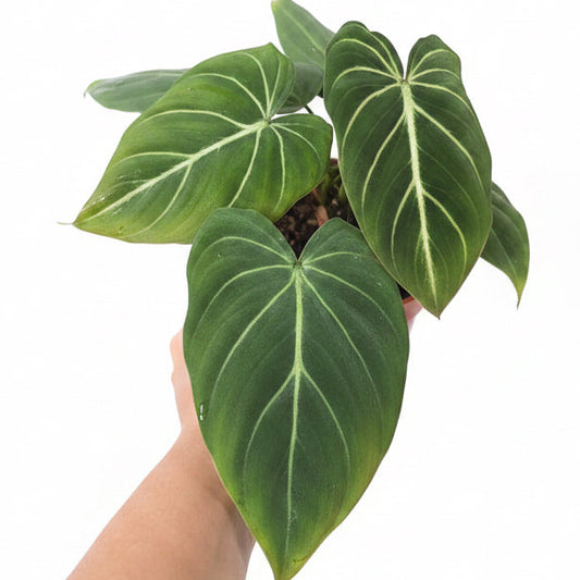 Philodendron Gloriosum | Indoor Plant