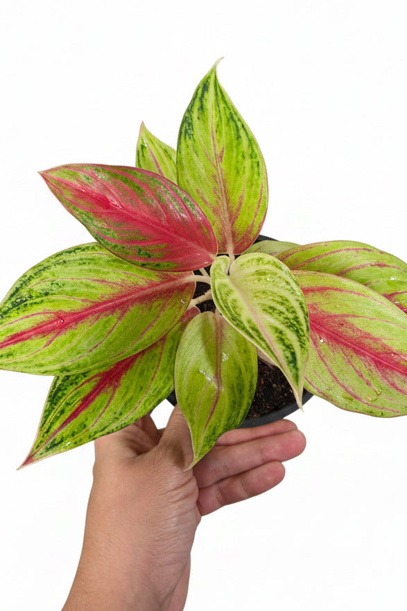Aglaonema Golden Papaya