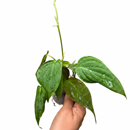 Philodendron Micans | Indoor Plant