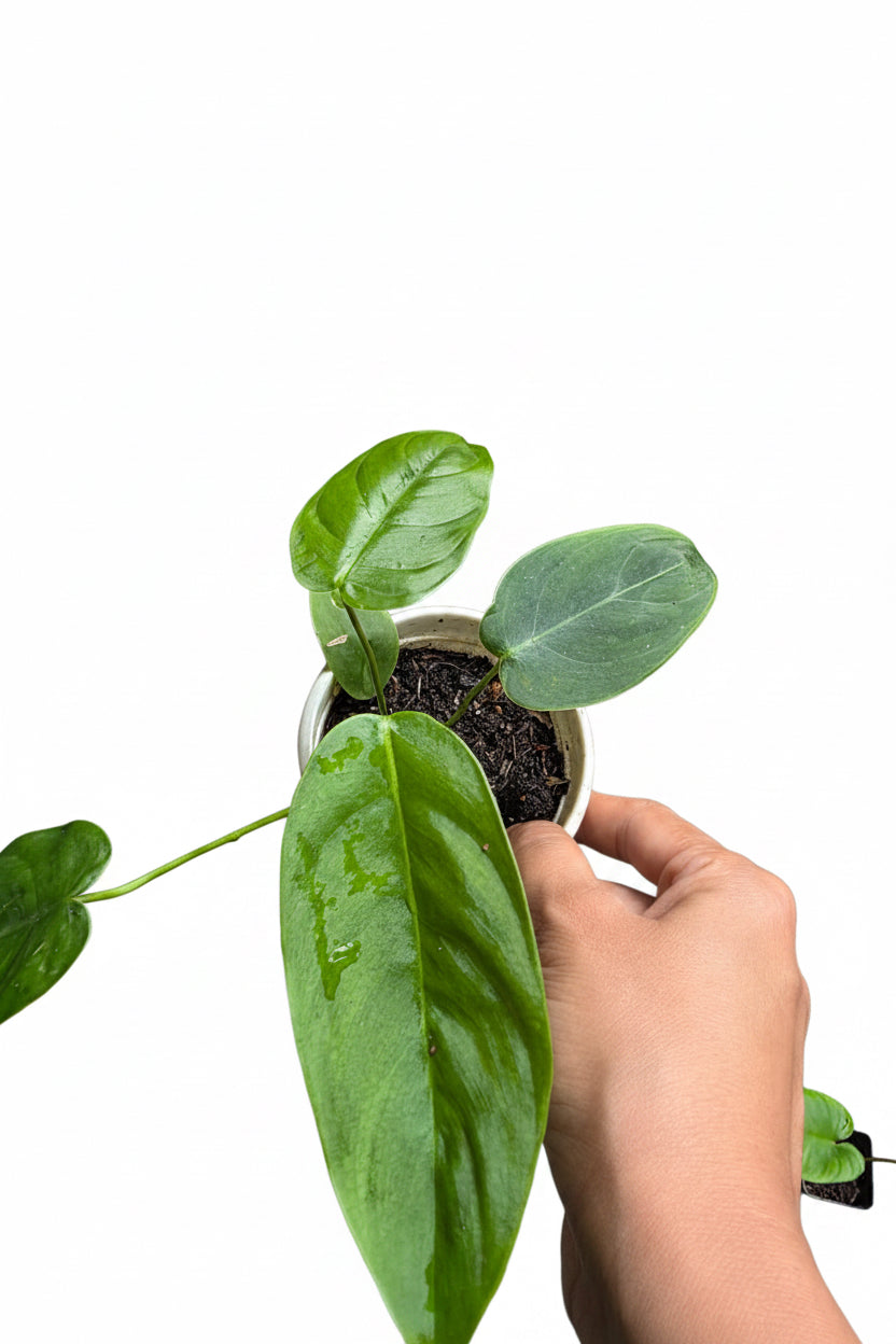 Philodendron Sharoniae