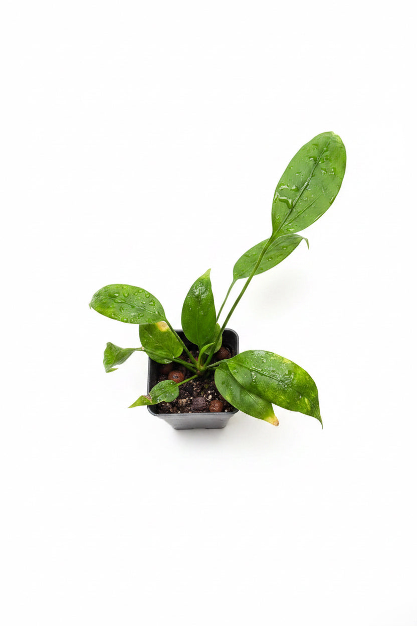 Anthurium vittarifolium