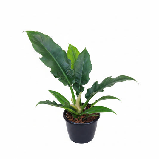 Philodendron Ring of Fire | Indoor Plant