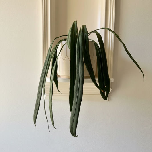 Anthurium vittarifolium
