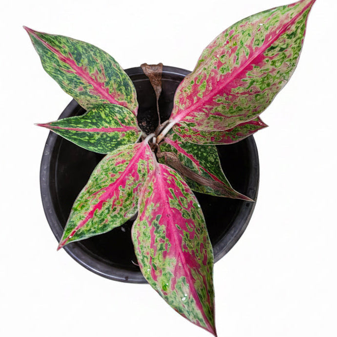 Aglaonema Pink Happiness