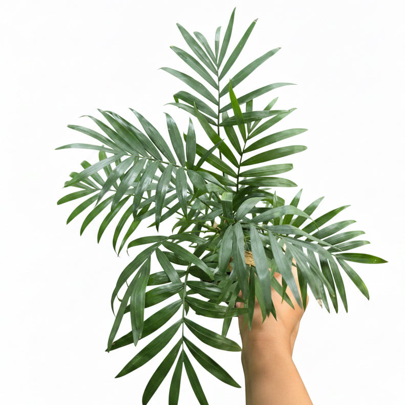 Chamaedorea Palm