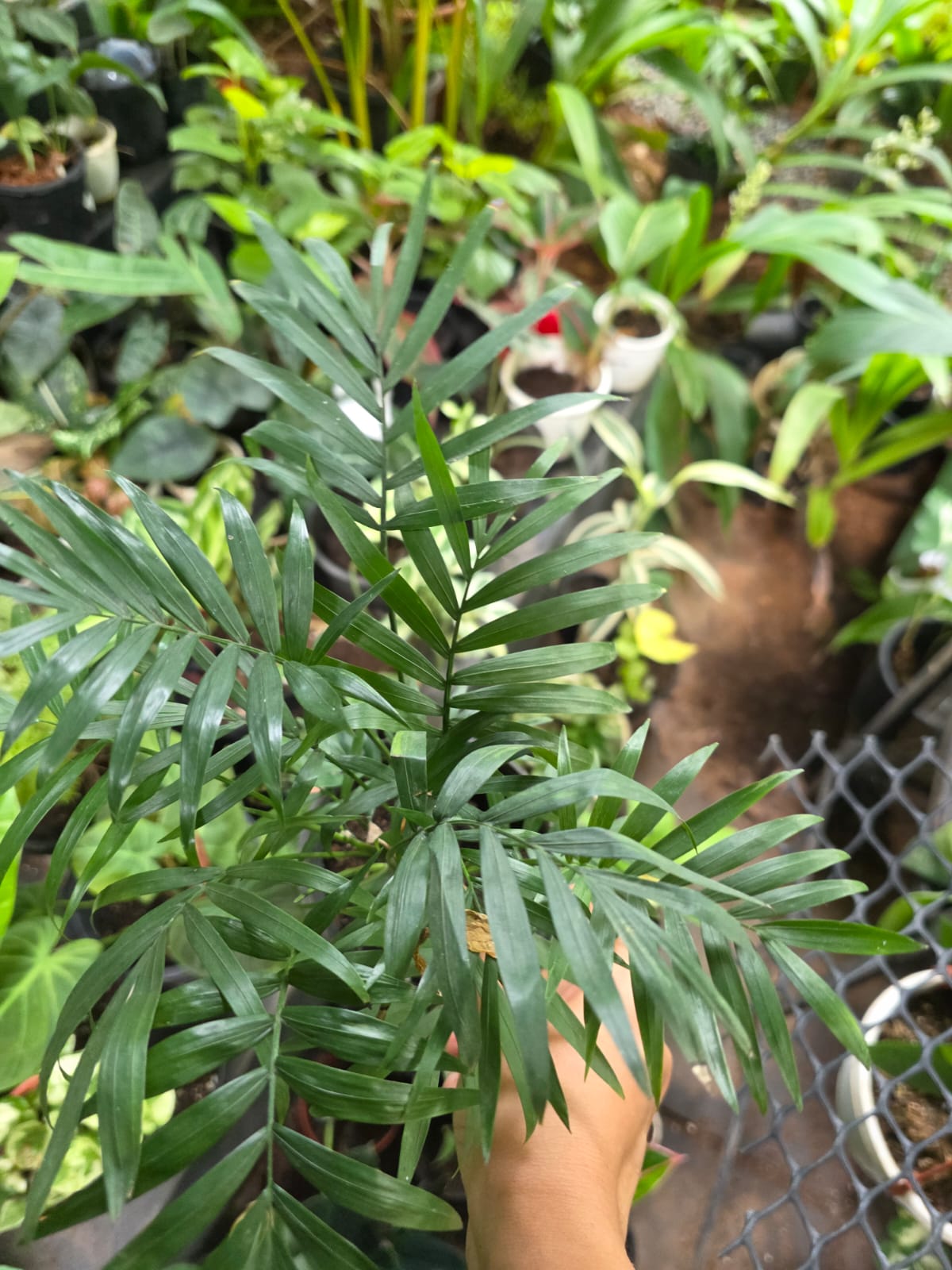 Chamaedorea Palm