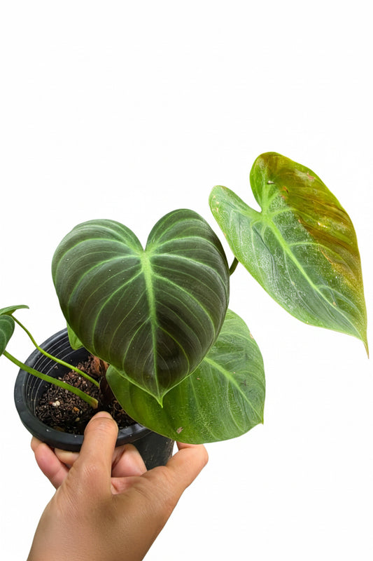 Philodendron El Choco Red