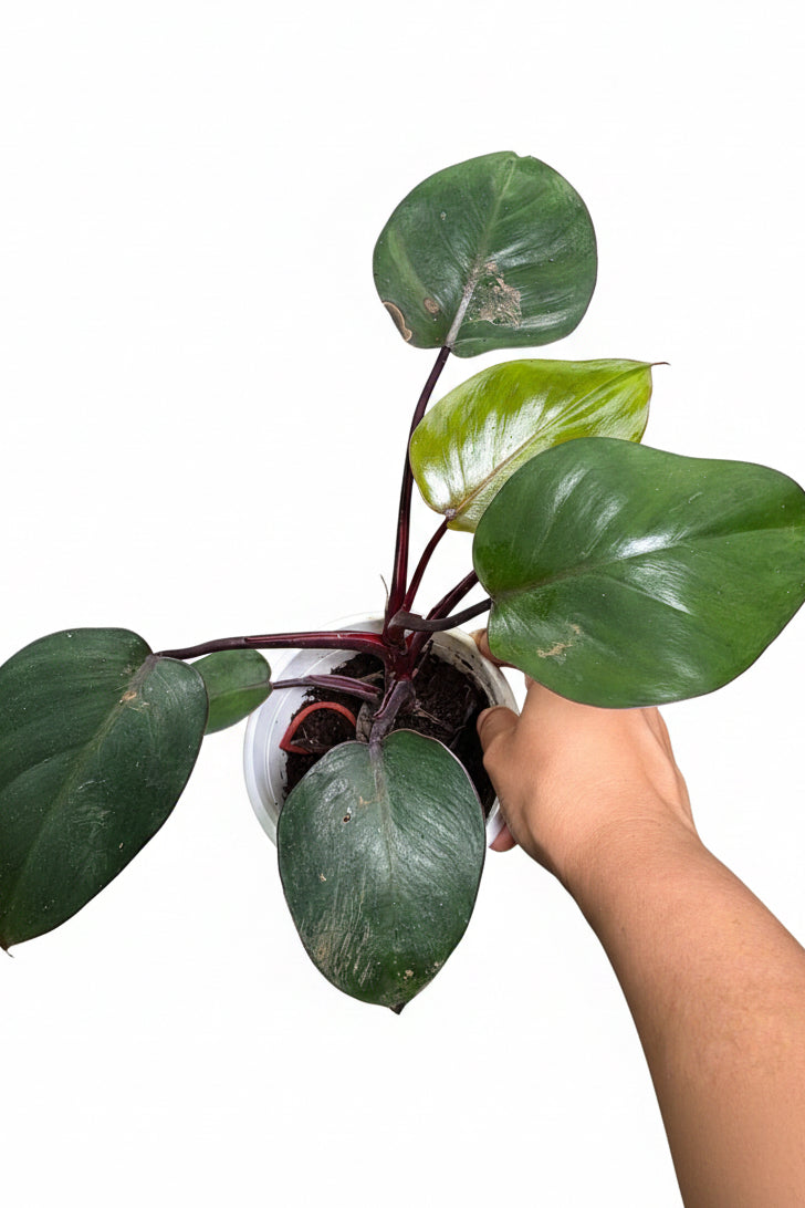 Philodendron Erubescens