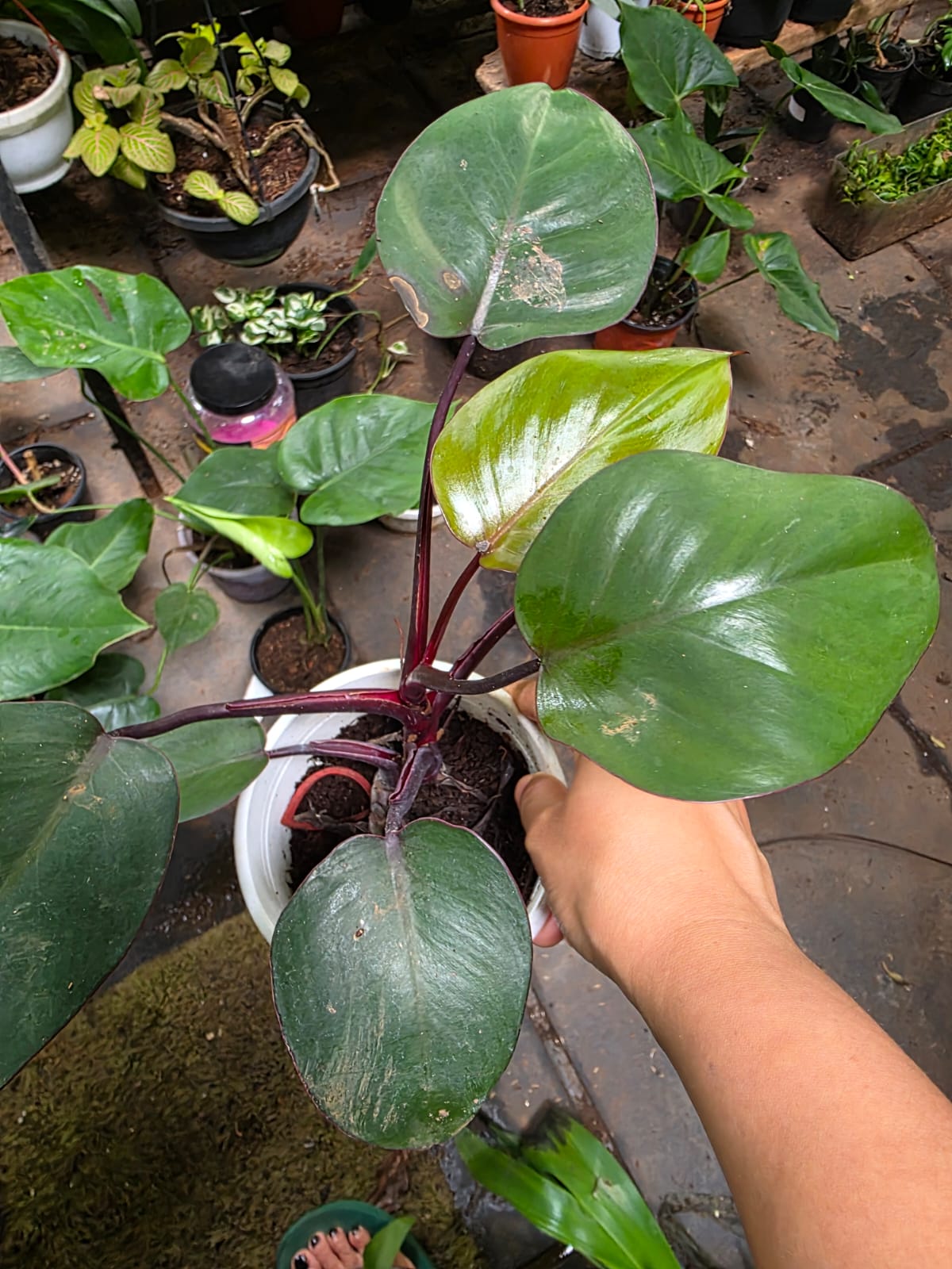 Philodendron Erubescens