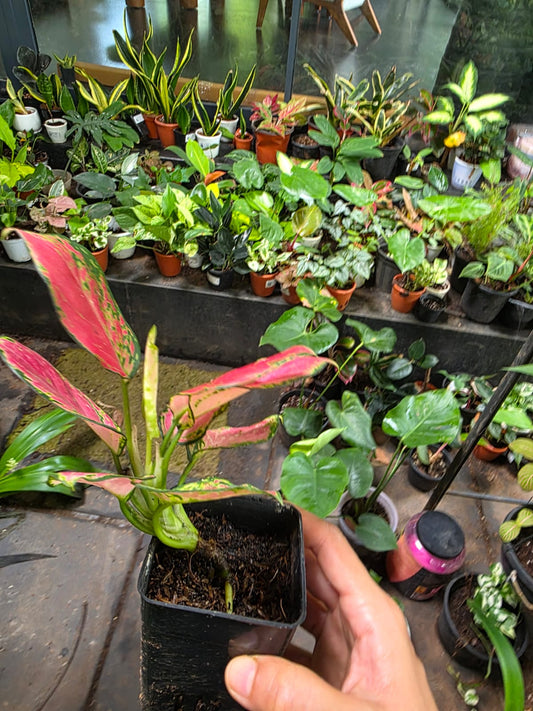 Aglaonema Diamond Red