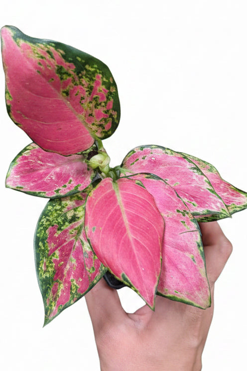 Aglaonema Diamond Red