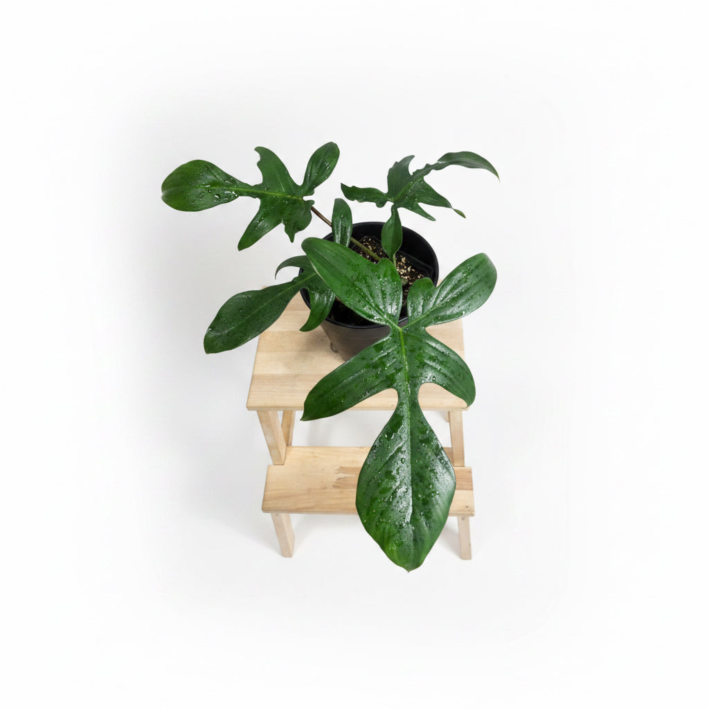 Philodendron Florida Green