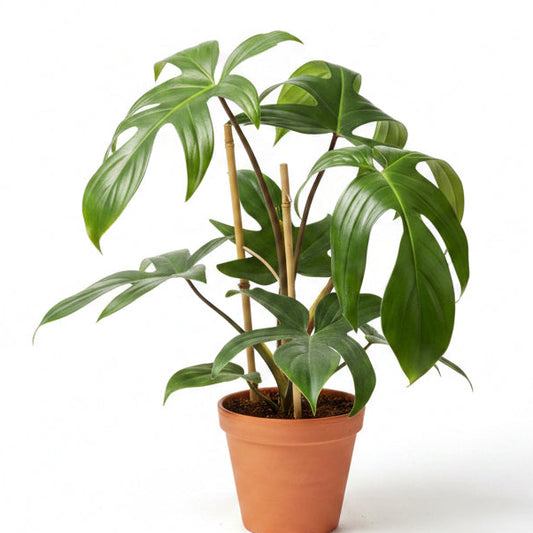Philodendron Florida Green