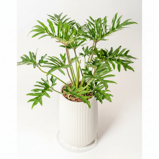 Philodendron Showboat | Indoor Plant