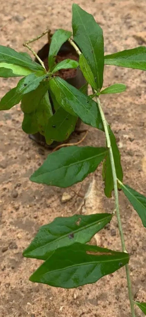 Curtain Creeper - 3 Plants in One