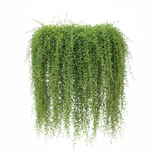 Curtain Creeper - 3 Plants in One
