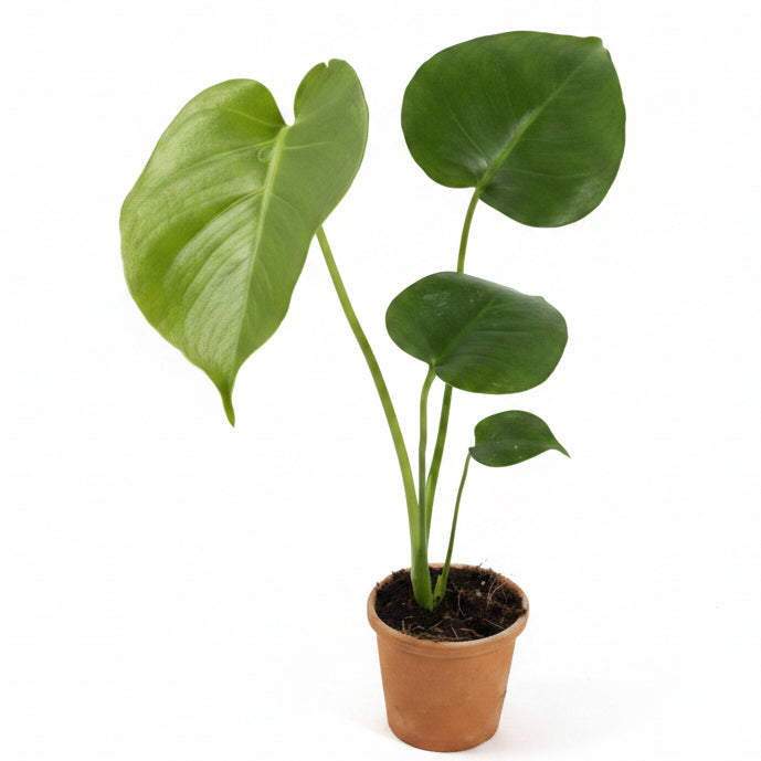 Monstera Deliciosa