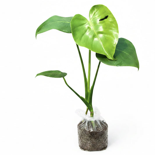 Monstera Deliciosa