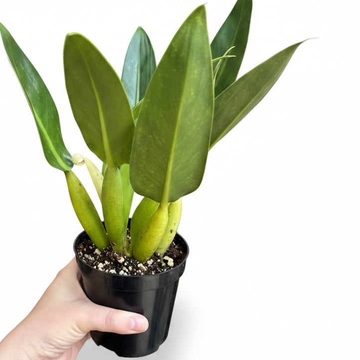 Philodendron Martianum (Fat Boy)
